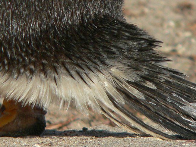 ../../Pictures/241209/120 Gentoo.JPG